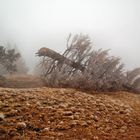 Nebel auf dem Hörnle