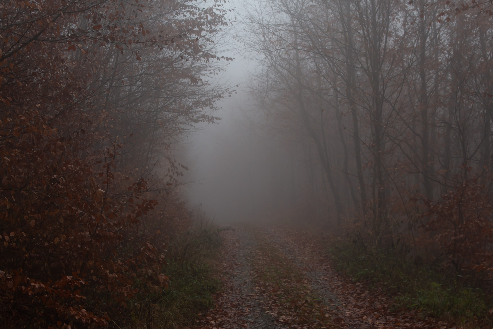 Nebel auf dem Hüppberg 