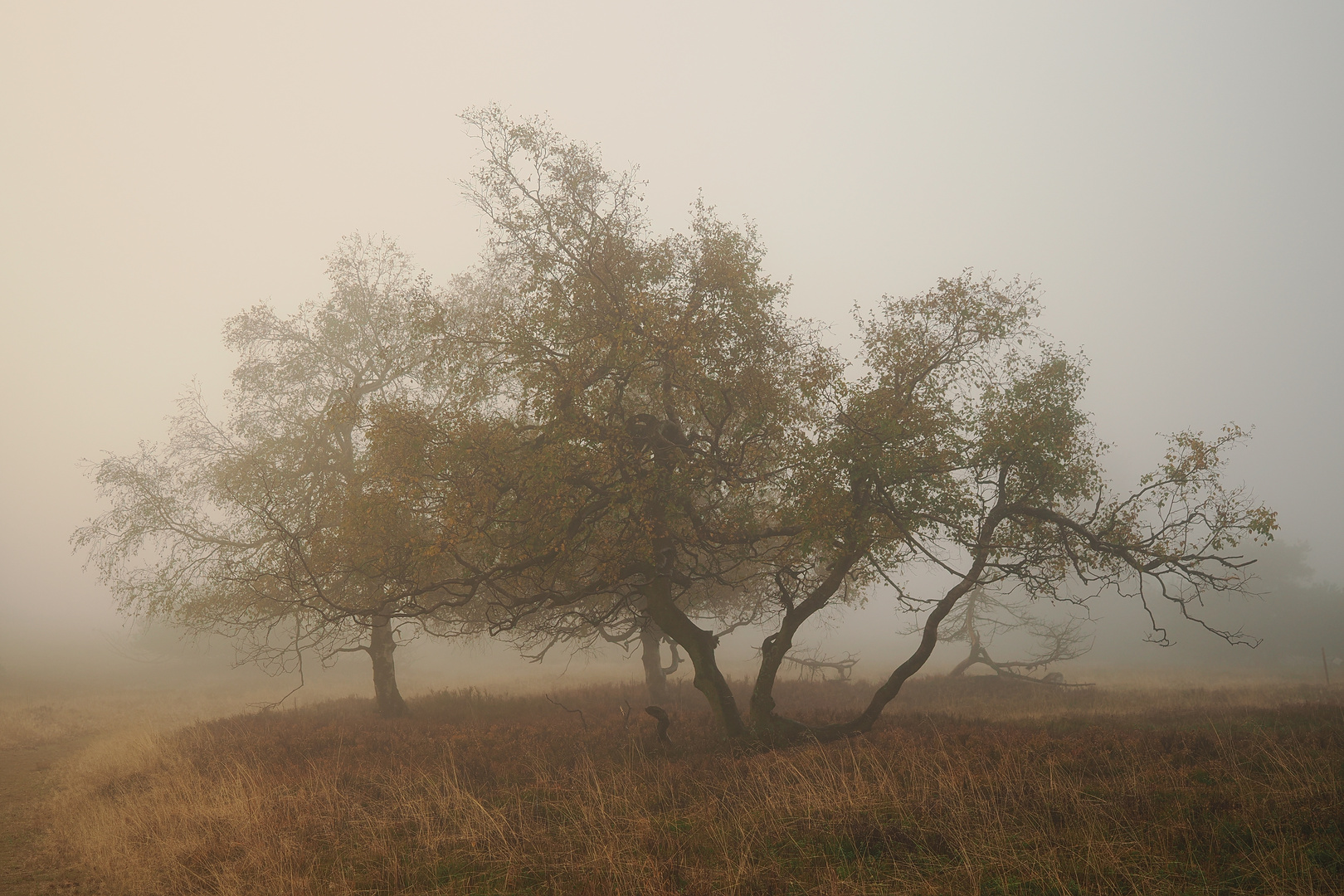 Nebel auf dem Kahlen Asten