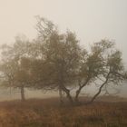 Nebel auf dem Kahlen Asten