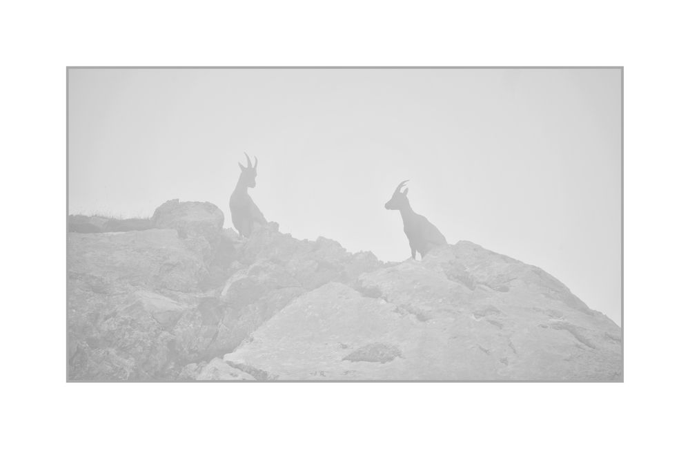 Nebel auf dem Pilatus / Tomlishorn