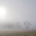 Nebel auf dem Stennweiler Flur