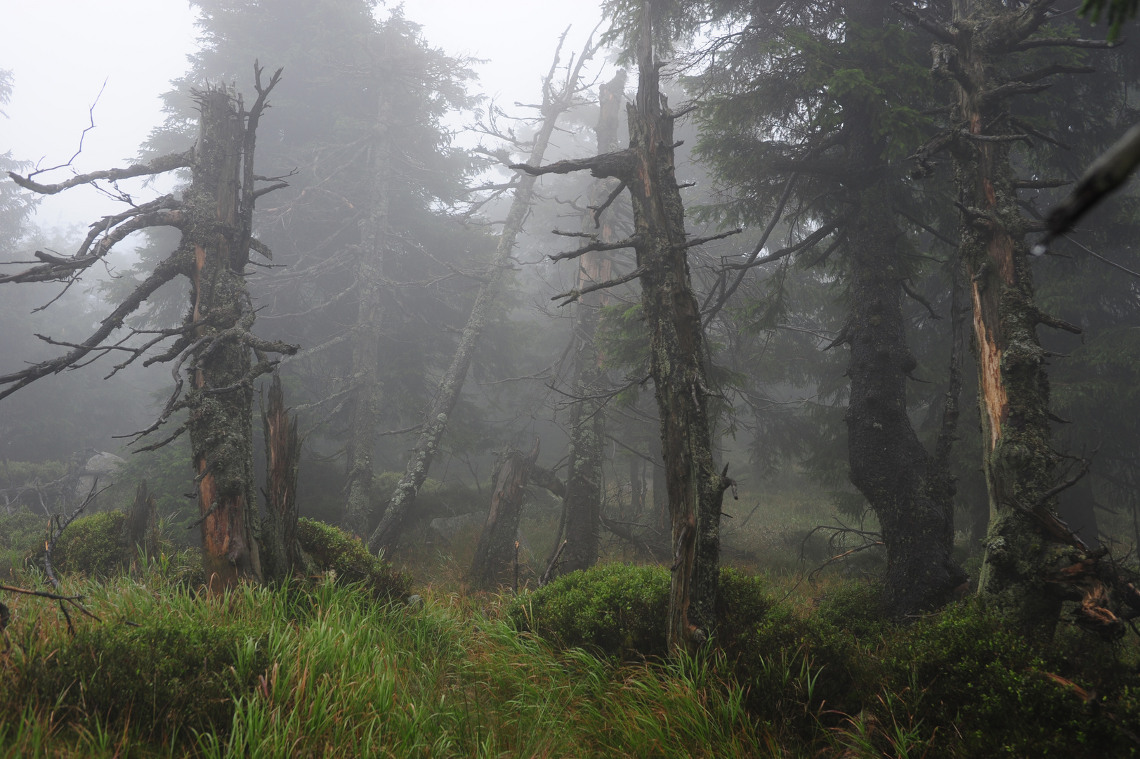 Nebel auf dem Weg nach oben