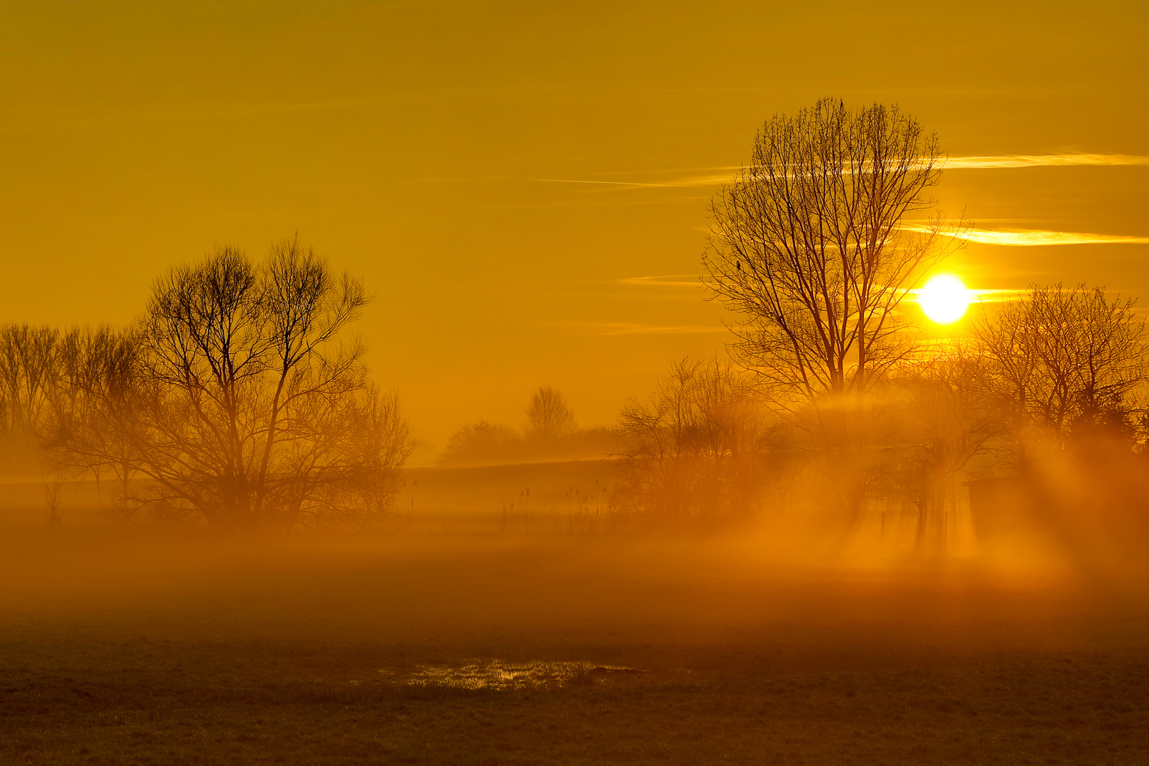 Nebel auf den Erlenwiesen