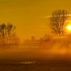 Nebel auf den Erlenwiesen