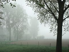 Nebel auf den Rheinwiesen