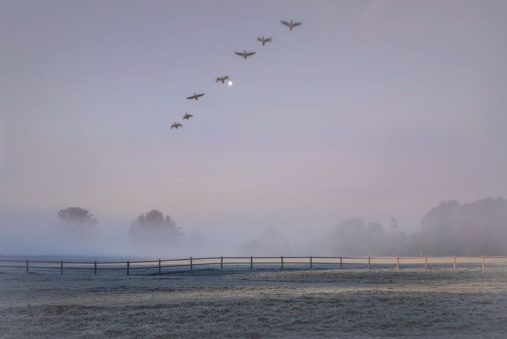 Nebel auf den Ruhrwiesen