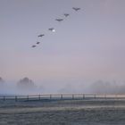 Nebel auf den Ruhrwiesen