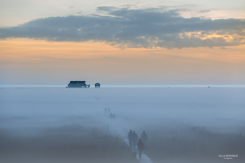 ...Nebel auf den Salzwiesen...