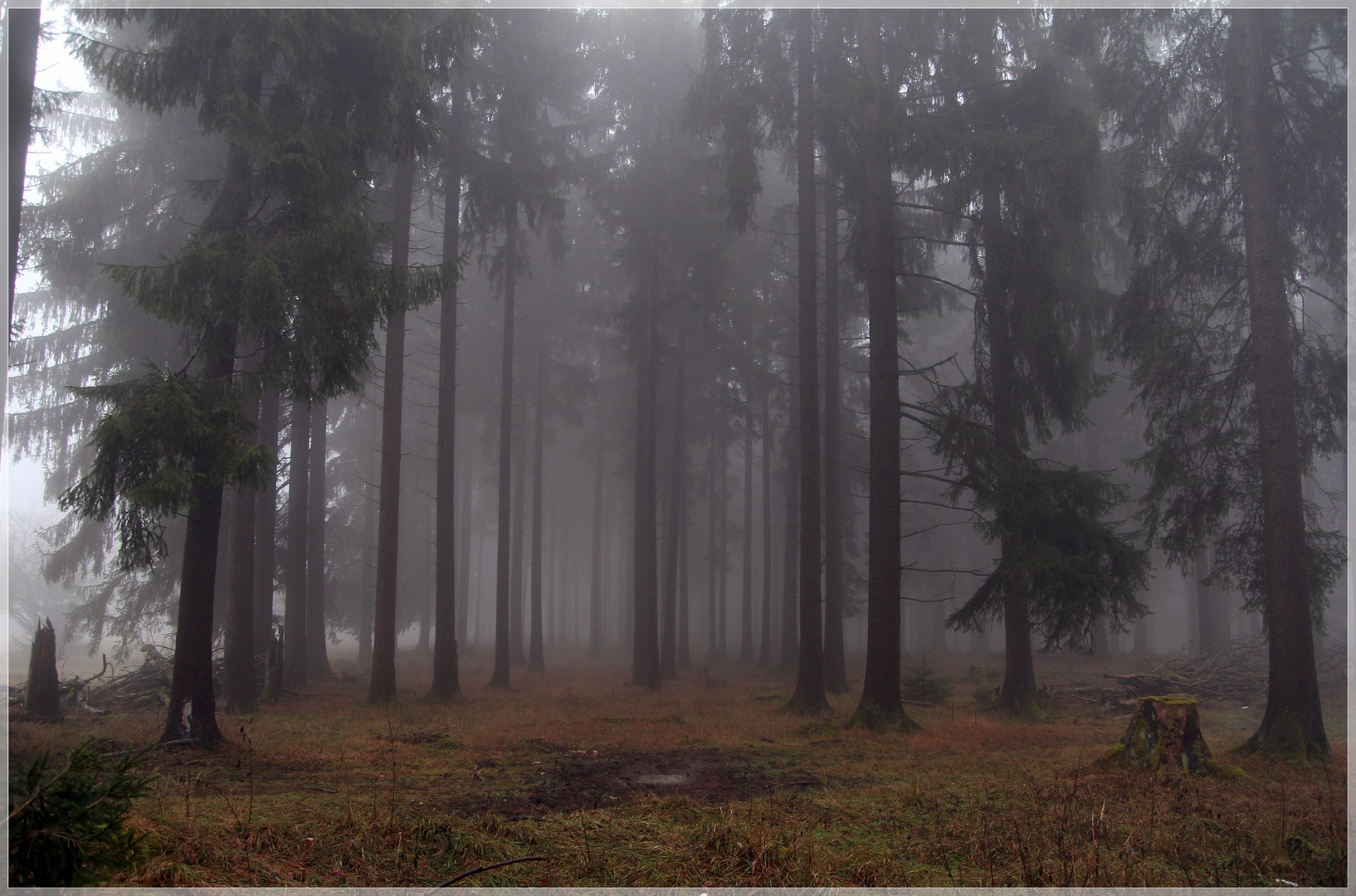 Nebel auf der Alb