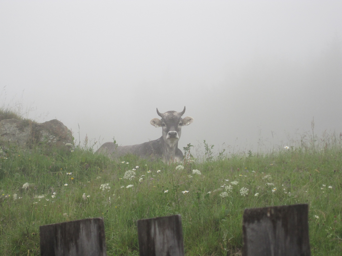 Nebel auf der Alm