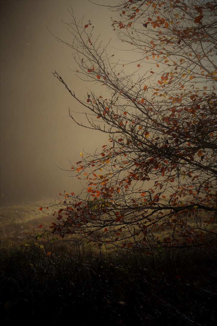 Nebel auf der Heide