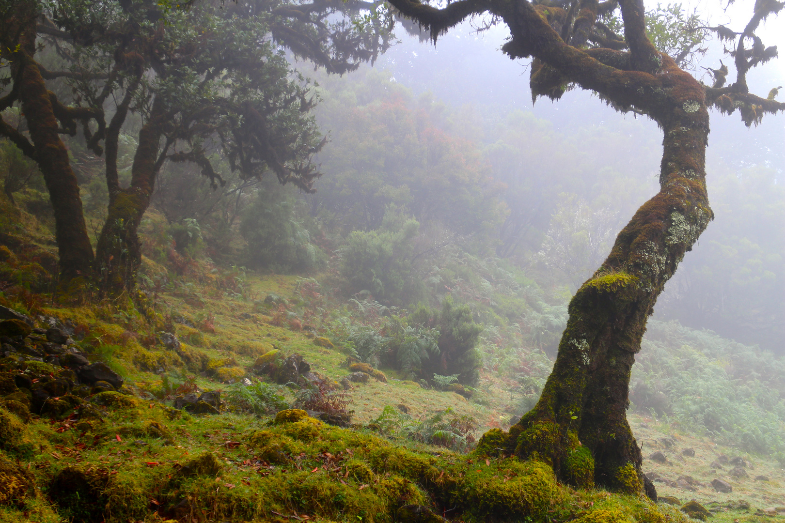 Nebel auf der Hochebene