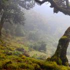 Nebel auf der Hochebene