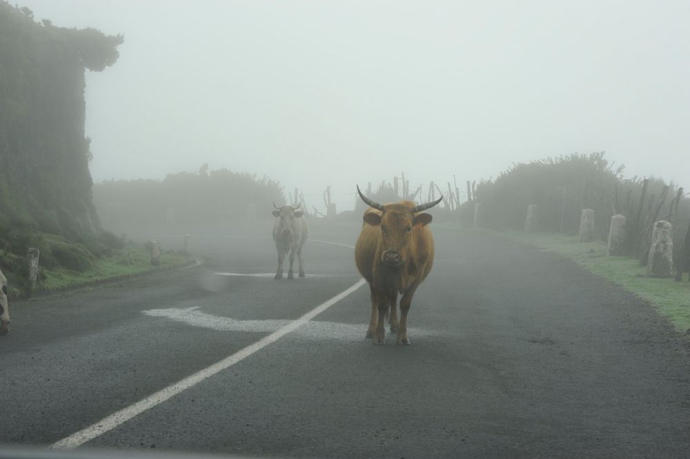 Nebel auf der Hochebene Paul da Serra - Madeira