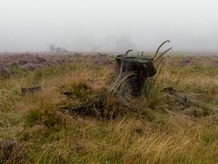 Nebel auf der Hochheide