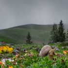 Nebel auf der Musenalp...