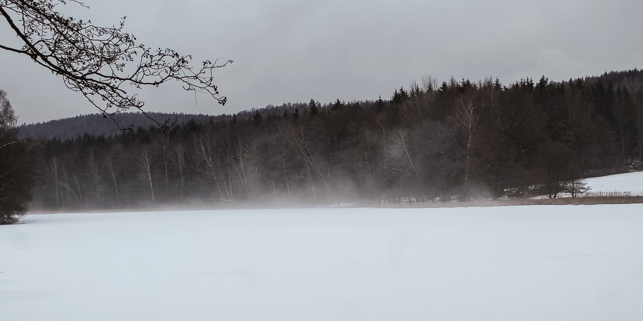 Nebel auf der Waldscheibe