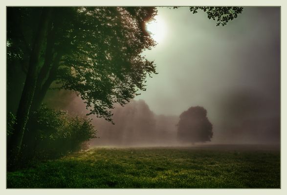 Nebel auf der Wiese