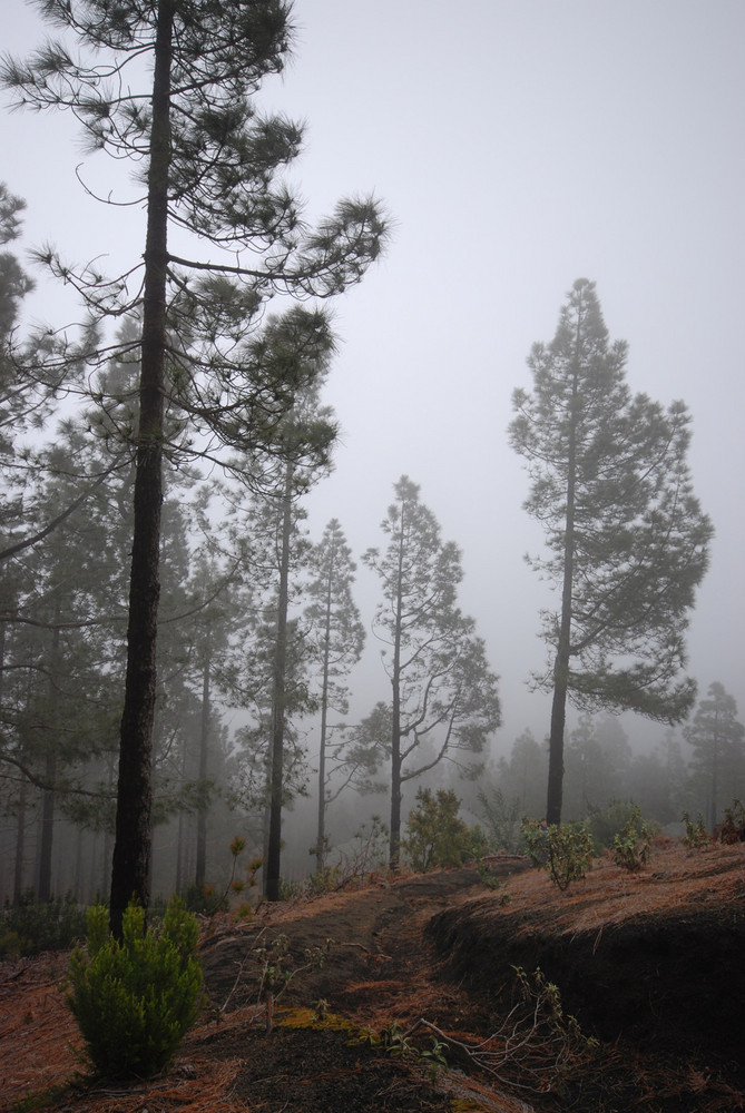 Nebel auf La Palma