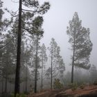 Nebel auf La Palma