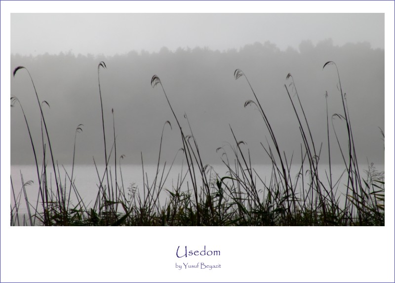 Nebel auf Usedom