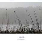 Nebel auf Usedom