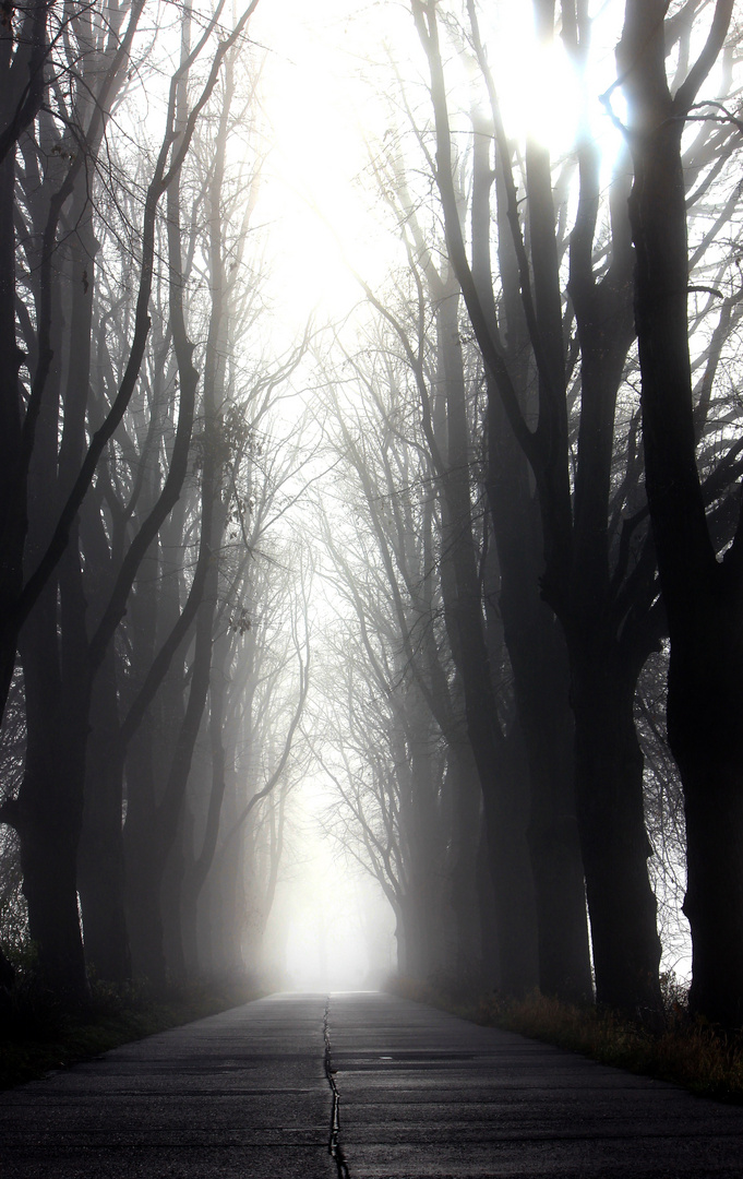 Nebel auf Usedom