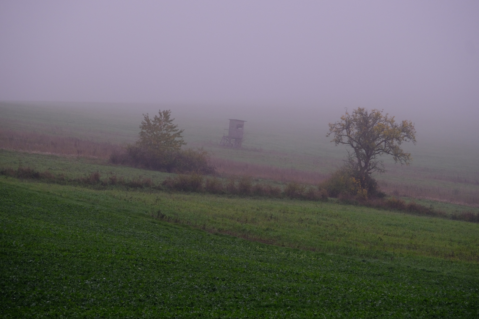 Nebel