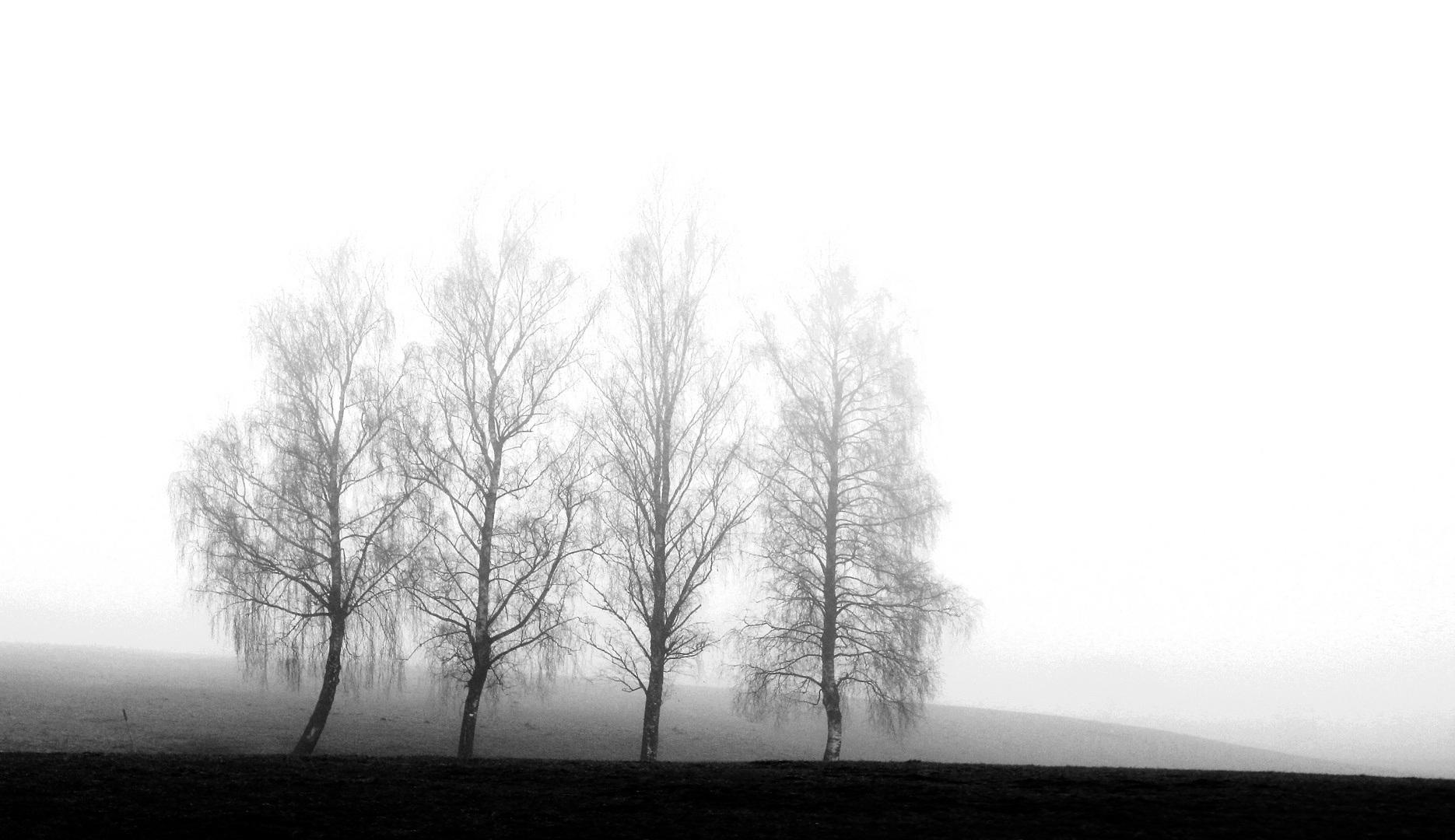 Nebel Bäume