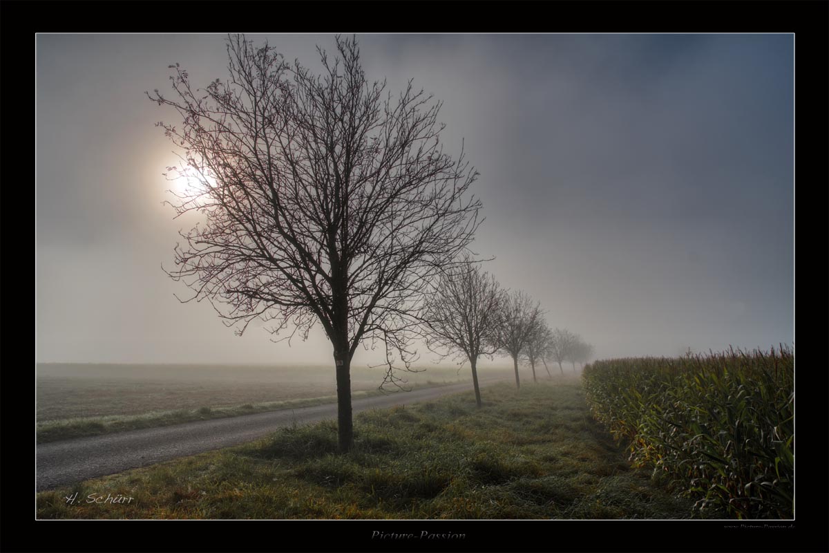 Nebel Bäume