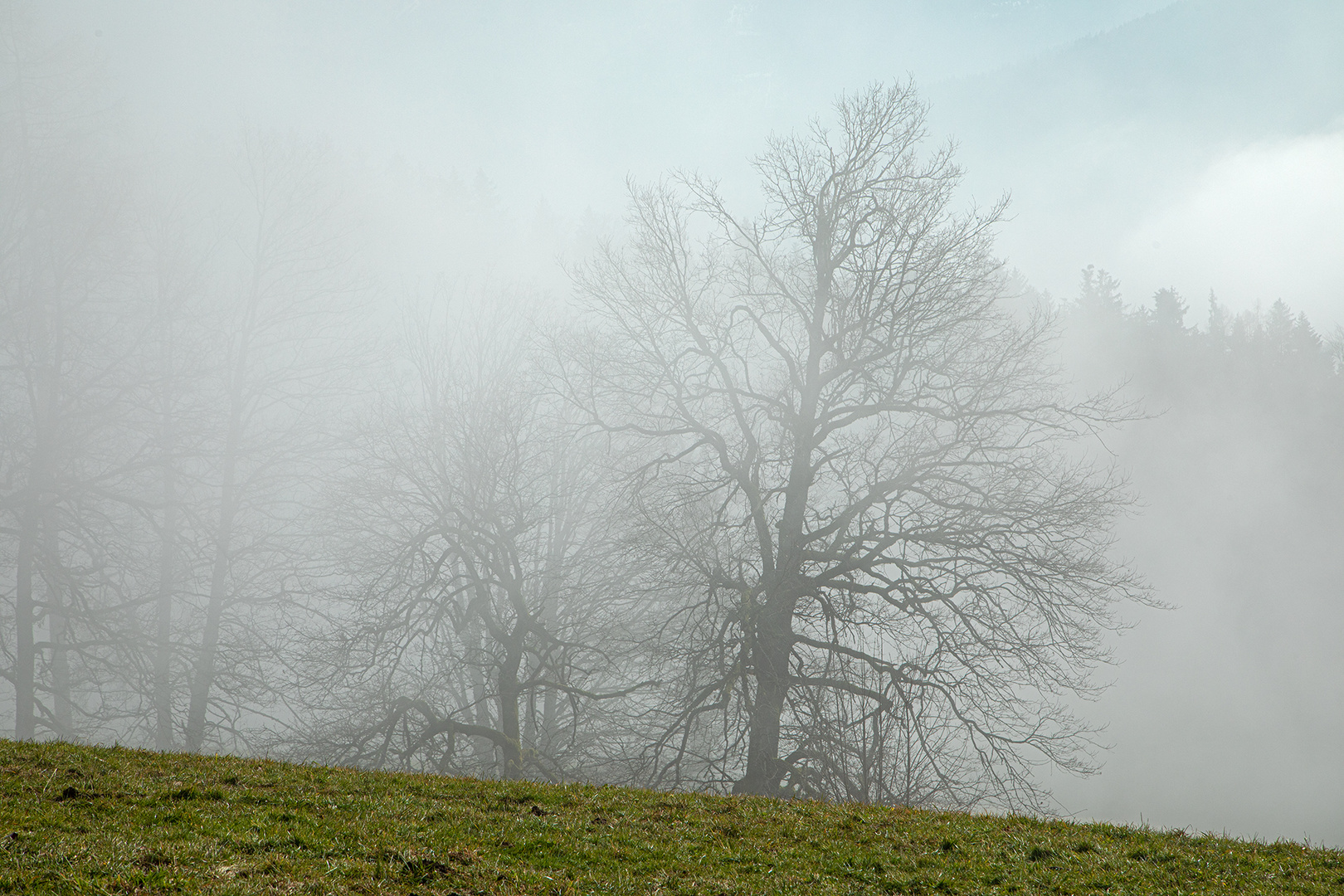 Nebel-Bäume