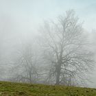 Nebel-Bäume