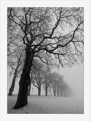 Nebel - Bäume