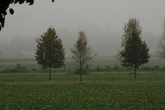 NEBEL Bäume °i°