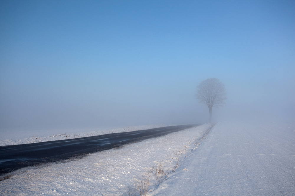 NEBEL - BAUM