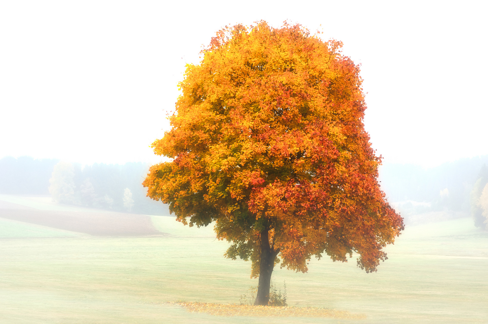 Nebel-Baum