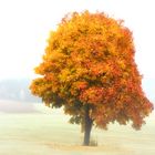 Nebel-Baum