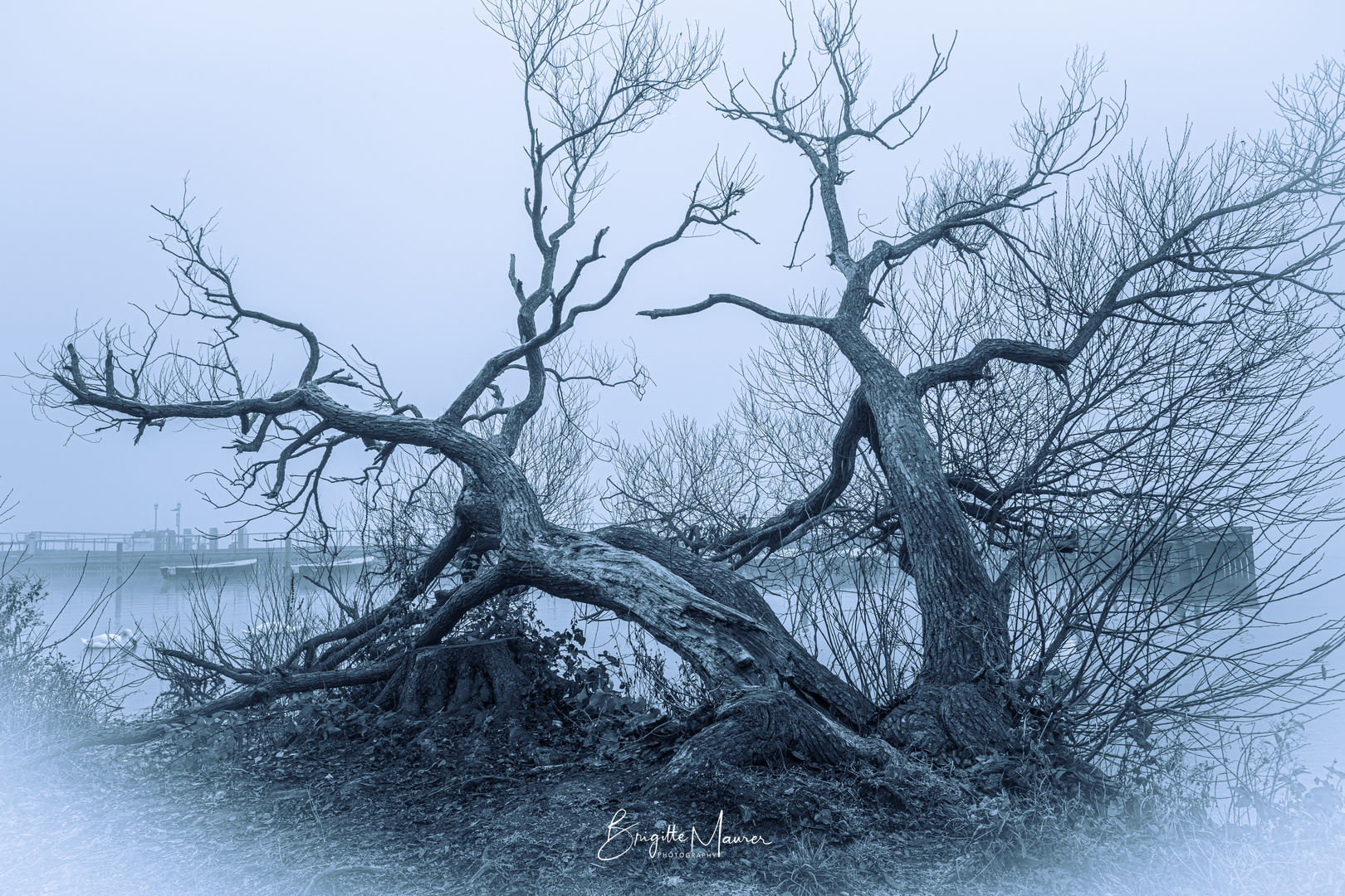 Nebel Baum