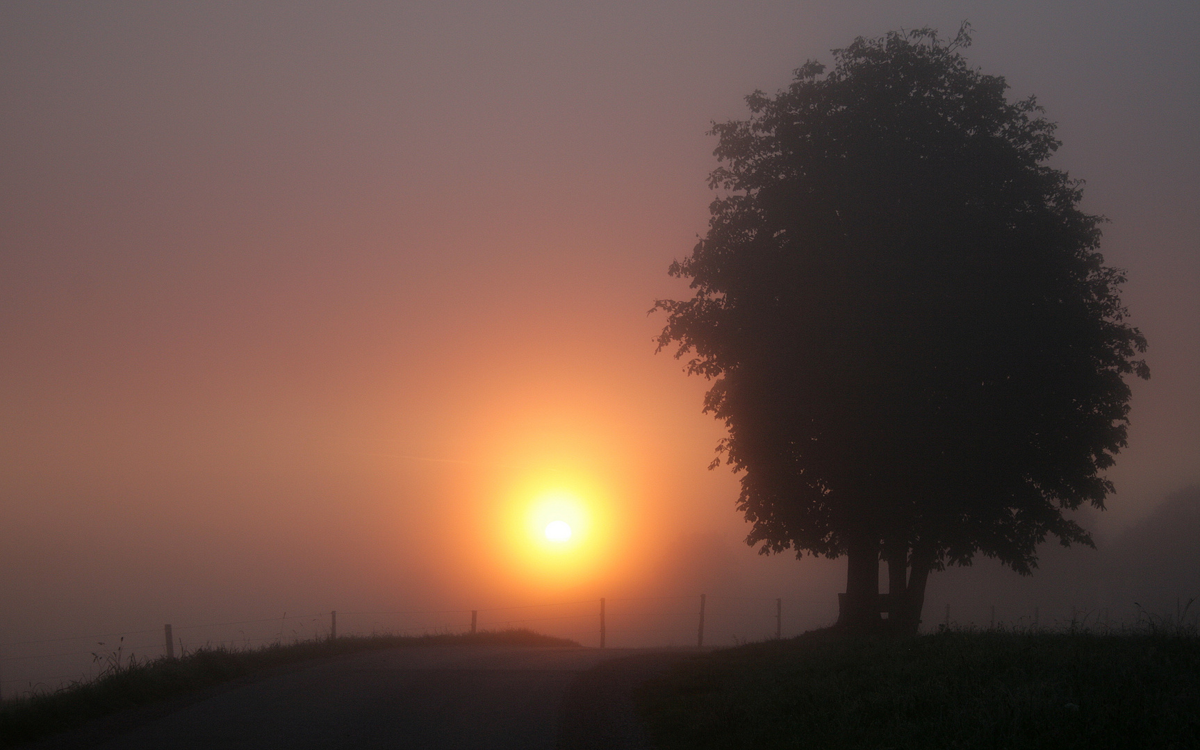 Nebel, Baum und Sonne