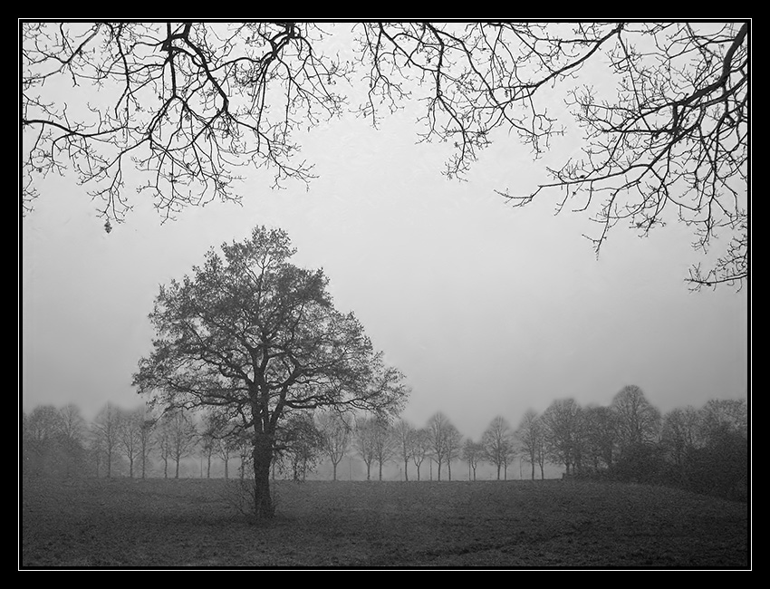 Nebel... von Hilke von Kienle