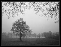 Nebel...