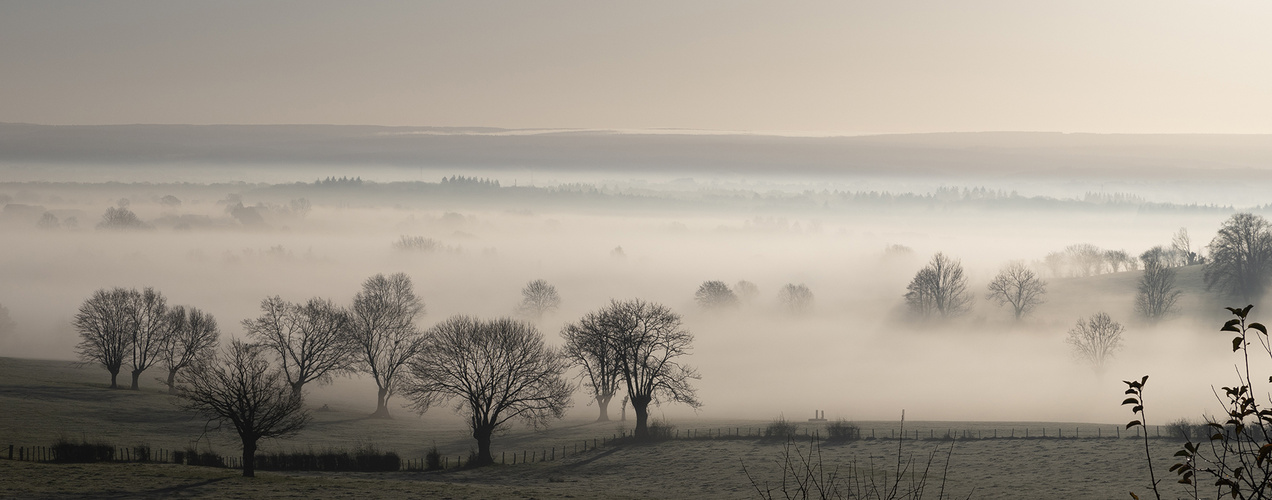 Nebel bedeckt die Wiesen