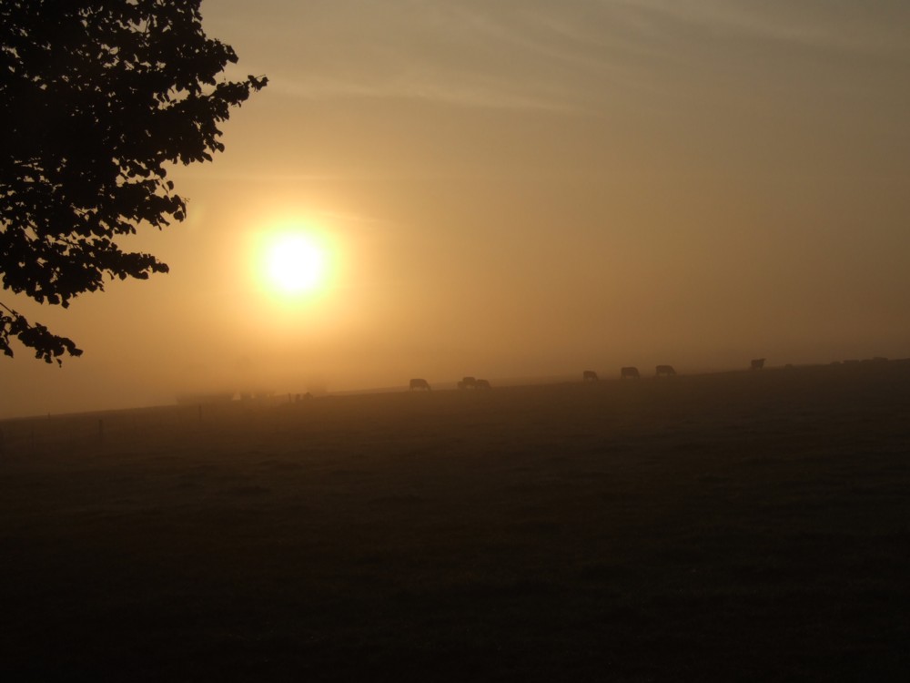 Nebel bei Sonnenaufgang