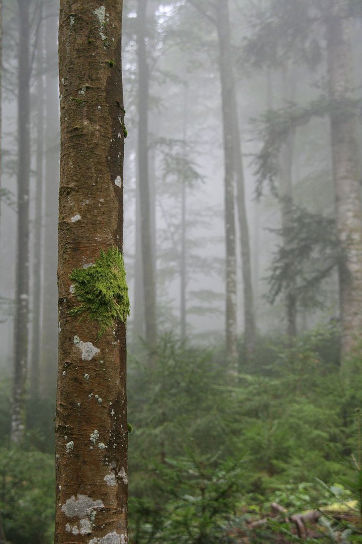 Nebel bei Todtmoos (Schwarzwald) /2