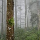 Nebel bei Todtmoos (Schwarzwald) /2