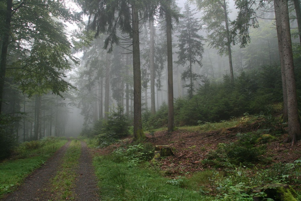 Nebel bei Todtmoos (Schwarzwald)