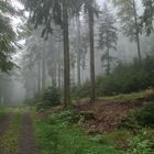 Nebel bei Todtmoos (Schwarzwald)