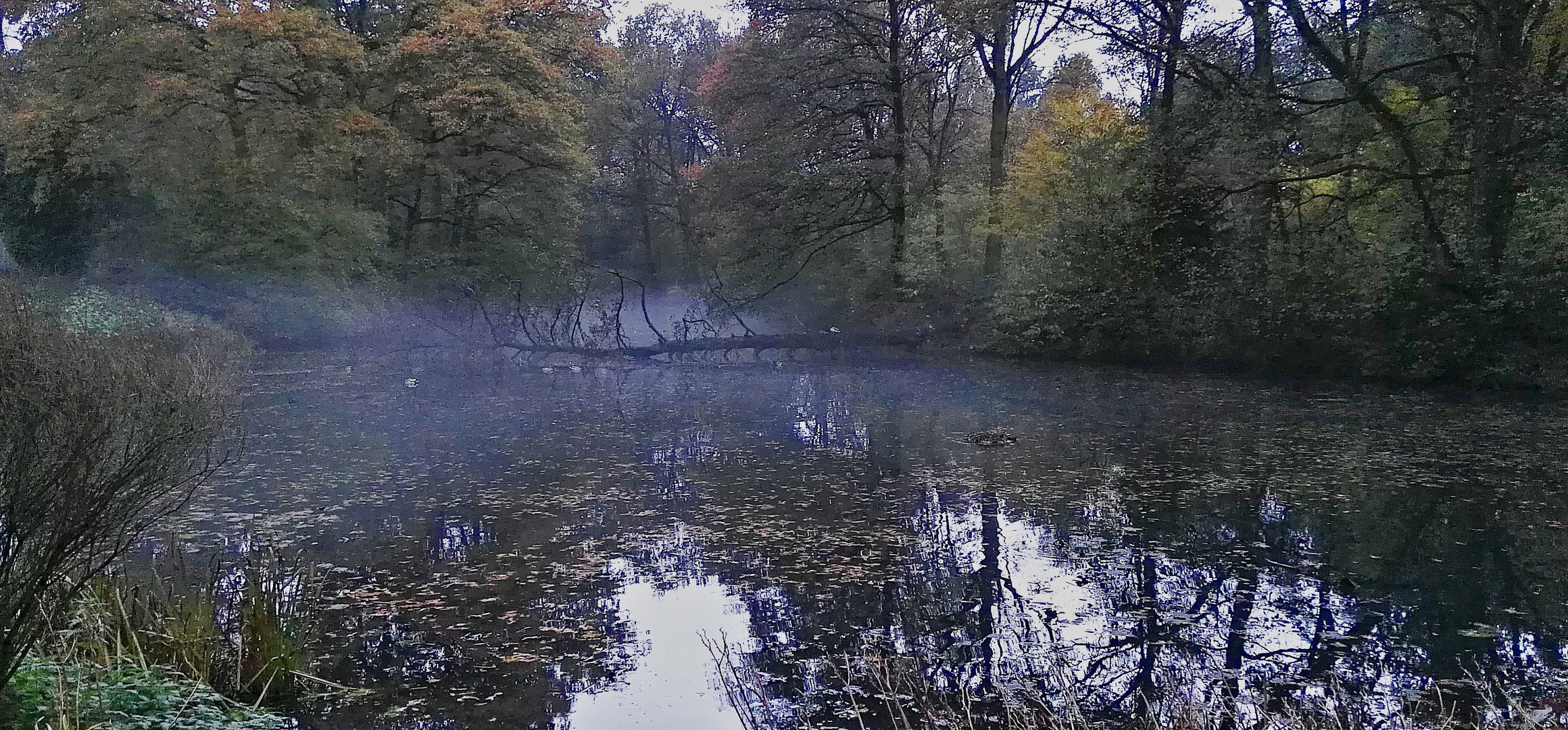 Nebel beim Teich