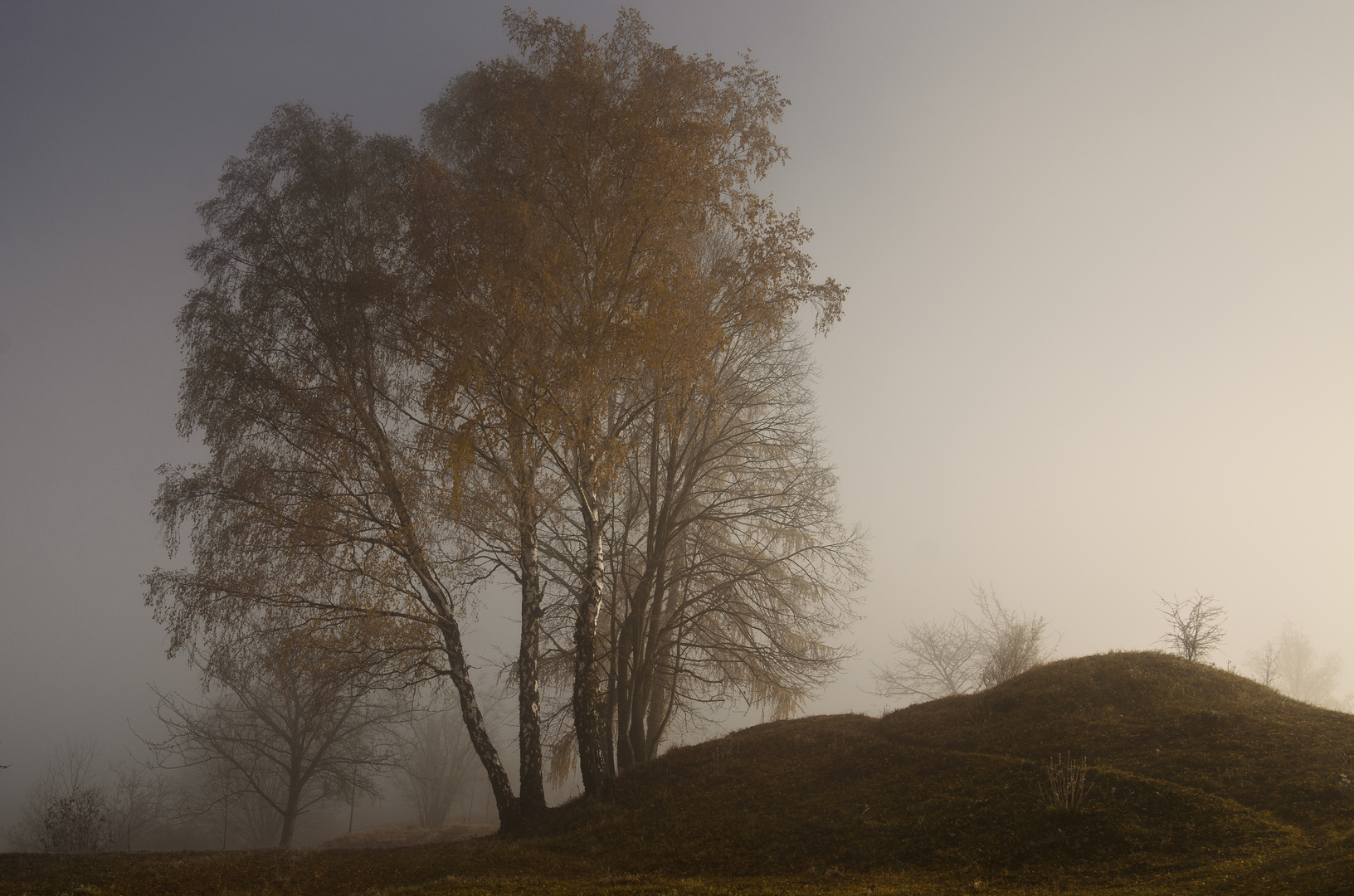 Nebel-Birken